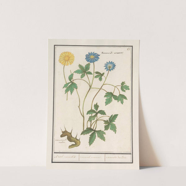 Bosanemoon (Anemone nemorosa) Bosch roononckels ranunculus nemorosi. renoncules des Bois. (1596-1610) by Anselmus Boëtius de Boodt