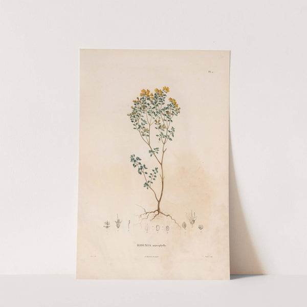 Botanique Pl.02 (1809) by Alexander von Humboldt