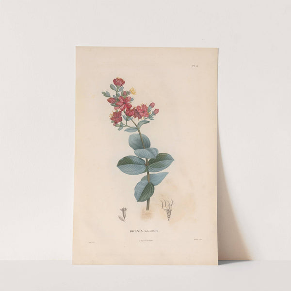 Botanique Pl.11 (1809) by Alexander von Humboldt