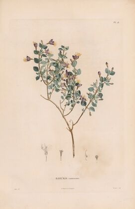 Botanique Pl.17 (1809) — size preview