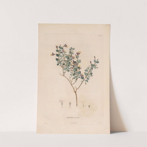 Botanique Pl.17 (1809) by Alexander von Humboldt