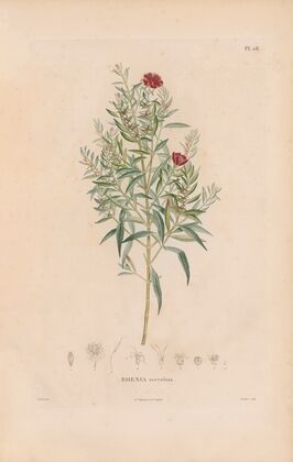 Botanique Pl.22 (1809) — size preview