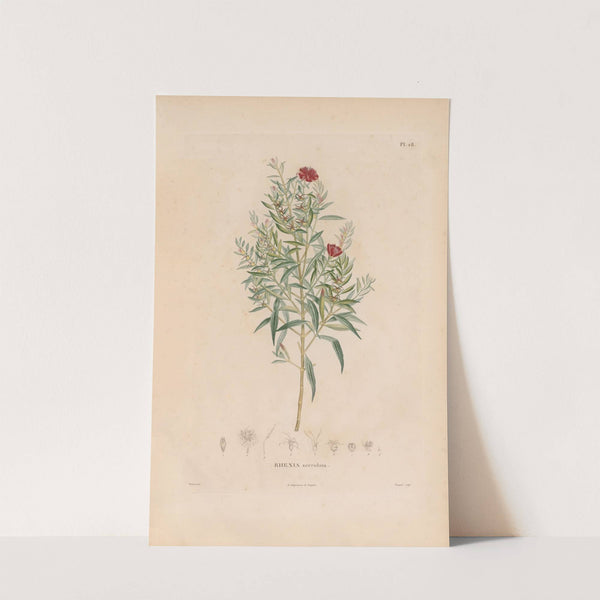 Botanique Pl.22 (1809) by Alexander von Humboldt