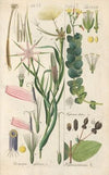 Botanisches Handbuch Pl.01 (1808)