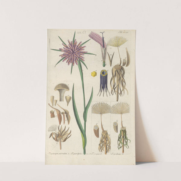 Botanisches Handbuch Pl.02 (1808) by Christian Schkuhr