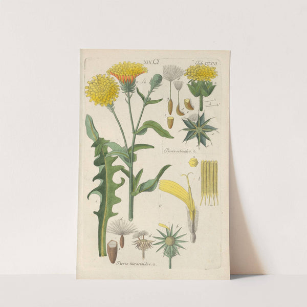 Botanisches Handbuch Pl.04 (1808) by Christian Schkuhr