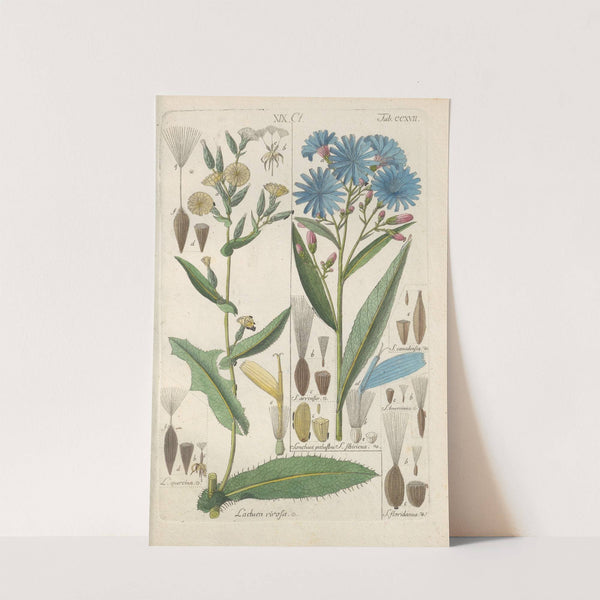 Botanisches Handbuch Pl.05 (1808) by Christian Schkuhr