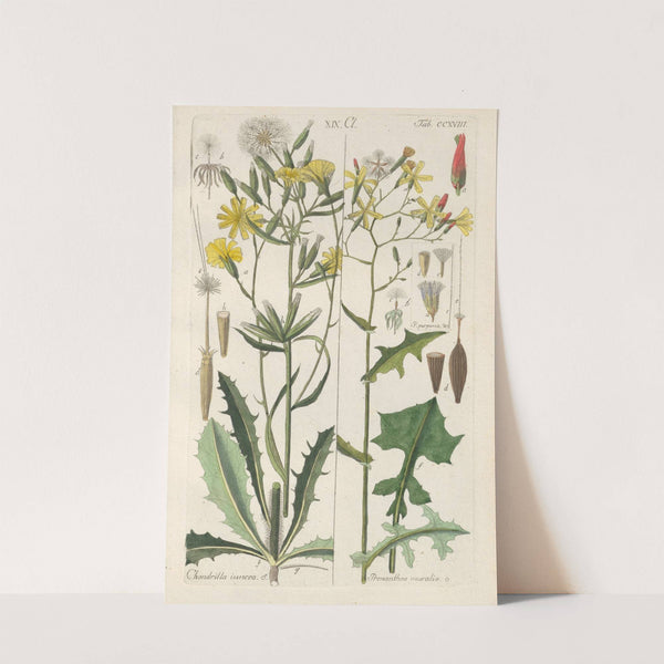 Botanisches Handbuch Pl.06 (1808) by Christian Schkuhr