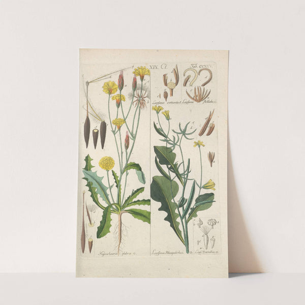 Botanisches Handbuch Pl.13 (1808) by Christian Schkuhr