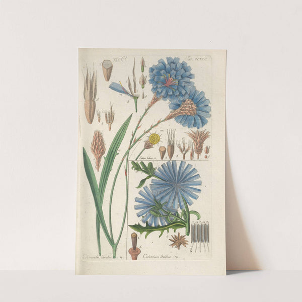 Botanisches Handbuch Pl.14 (1808) by Christian Schkuhr