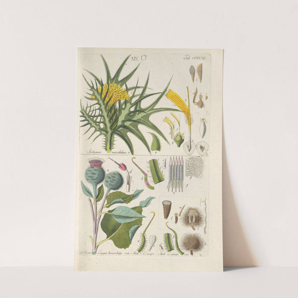 Botanisches Handbuch Pl.15 (1808) by Christian Schkuhr