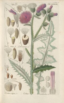 Botanisches Handbuch Pl.16 (1808)