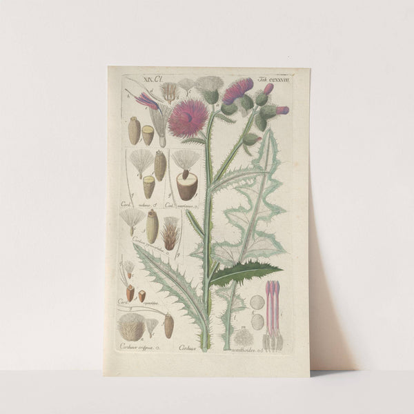 Botanisches Handbuch Pl.16 (1808) by Christian Schkuhr