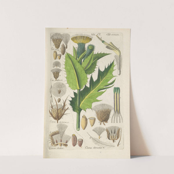 Botanisches Handbuch Pl.17 (1808) by Christian Schkuhr