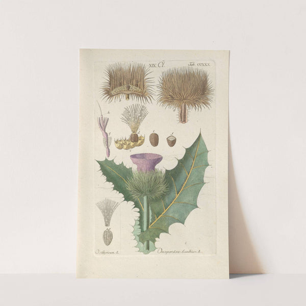 Botanisches Handbuch Pl.18 (1808) by Christian Schkuhr