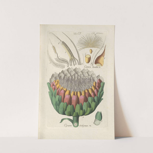 Botanisches Handbuch Pl.19 (1808) by Christian Schkuhr