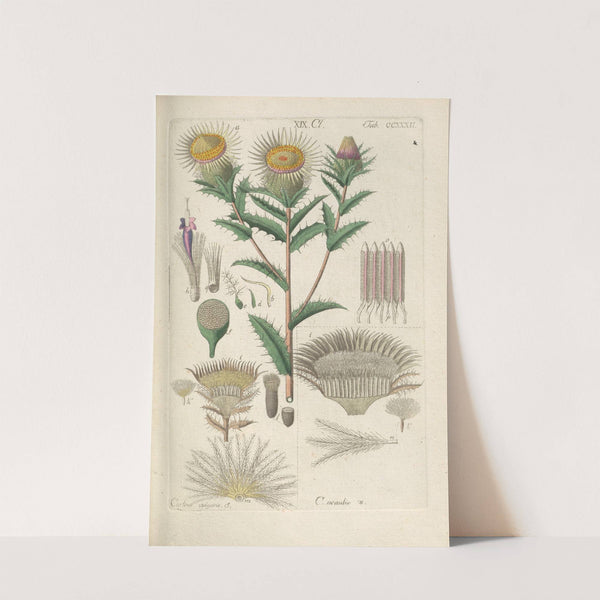 Botanisches Handbuch Pl.20 (1808) by Christian Schkuhr