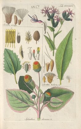Botanisches Handbuch Pl.22 (1808) — size preview