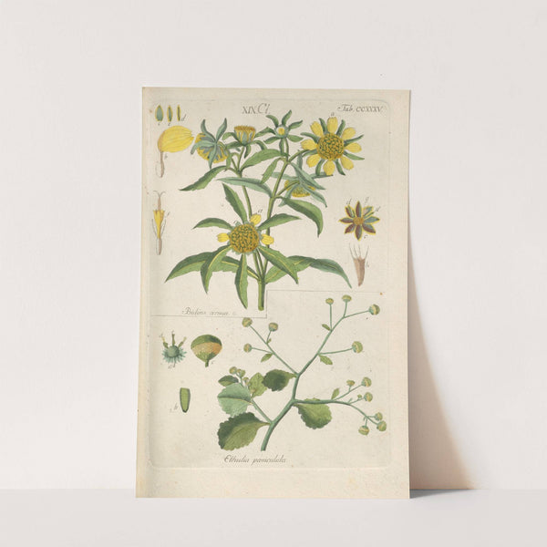 Botanisches Handbuch Pl.23 (1808) by Christian Schkuhr