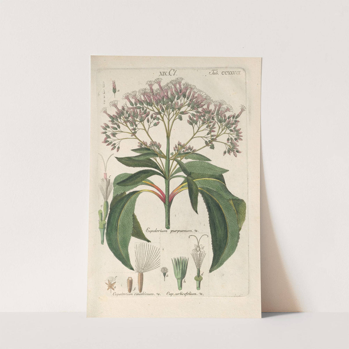 Botanisches Handbuch Pl.25 (1808) by Christian Schkuhr