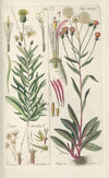 Botanisches Handbuch Pl.29 (1808)
