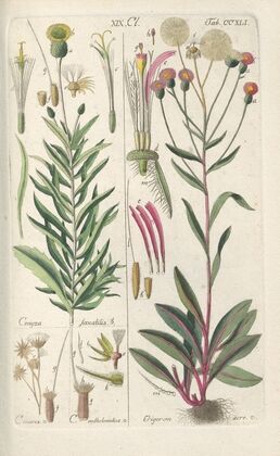 Botanisches Handbuch Pl.29 (1808)