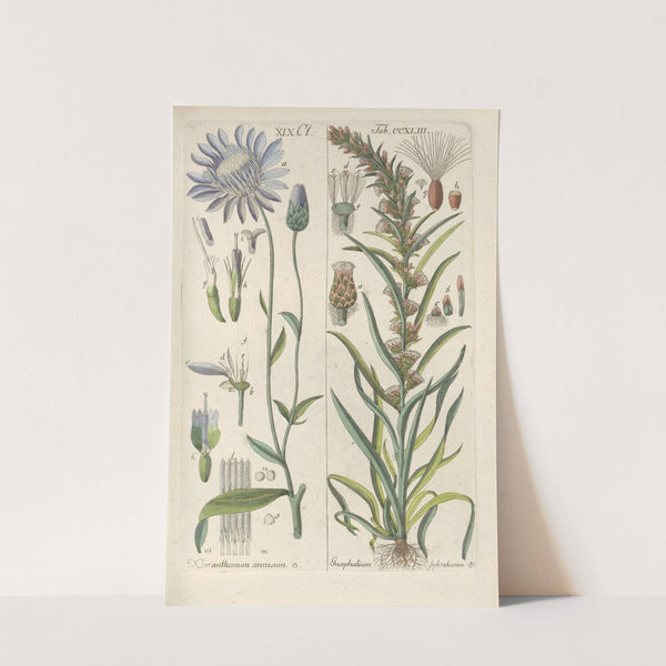 Botanisches Handbuch Pl.31 (1808) by Christian Schkuhr