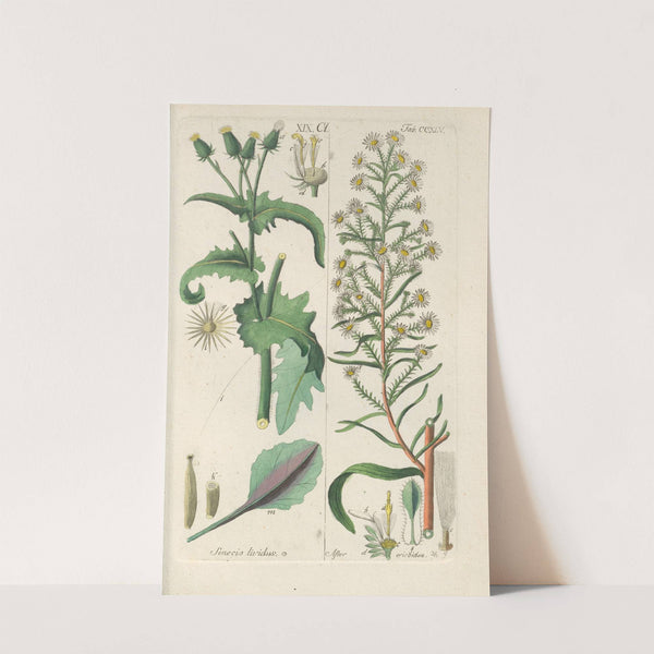 Botanisches Handbuch Pl.33 (1808) by Christian Schkuhr