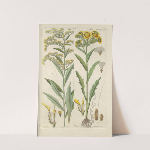 Botanisches Handbuch Pl.34 (1808) by Christian Schkuhr