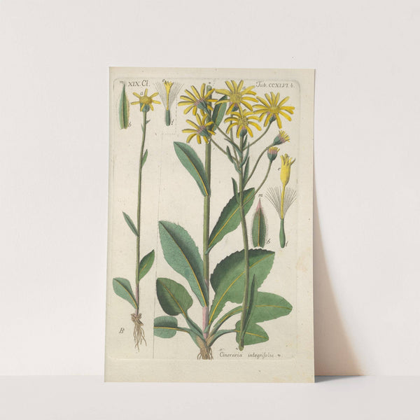 Botanisches Handbuch Pl.35 (1808) by Christian Schkuhr