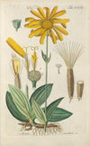 Botanisches Handbuch Pl.37 (1808)