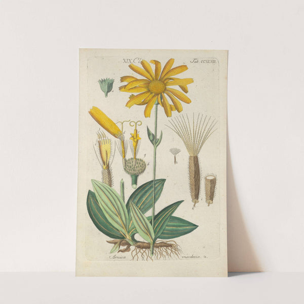 Botanisches Handbuch Pl.37 (1808) by Christian Schkuhr