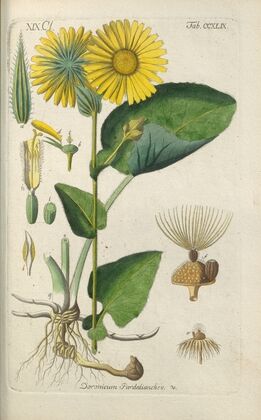 Botanisches Handbuch Pl.38 (1808) — size preview