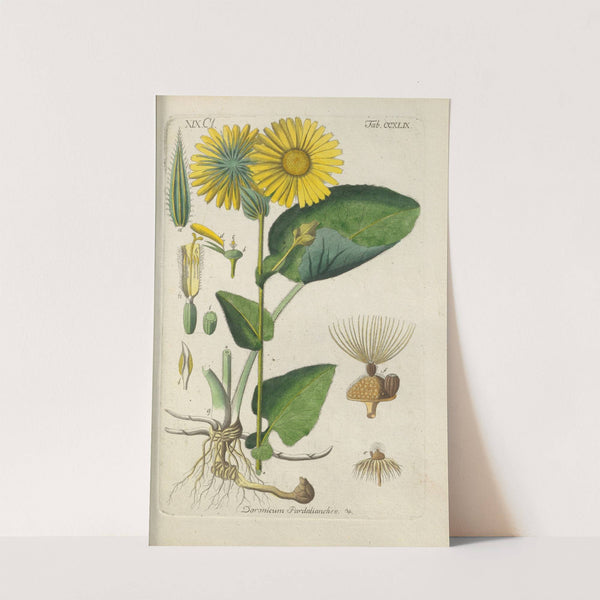 Botanisches Handbuch Pl.38 (1808) by Christian Schkuhr