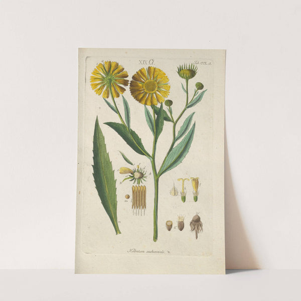 Botanisches Handbuch Pl.39 (1808) by Christian Schkuhr