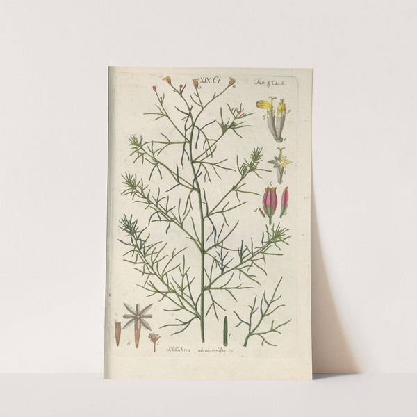 Botanisches Handbuch Pl.40 (1808) by Christian Schkuhr