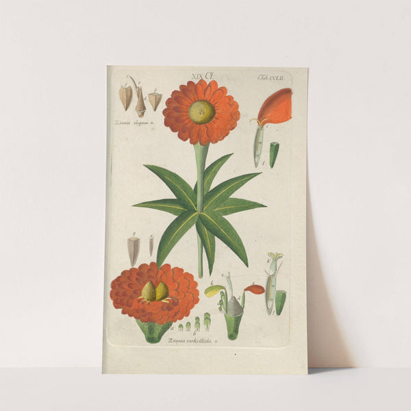 Botanisches Handbuch Pl.42 (1808) by Christian Schkuhr