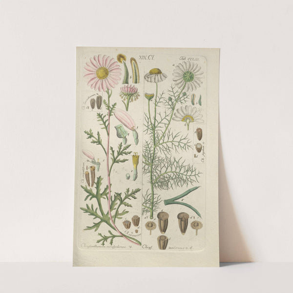 Botanisches Handbuch Pl.43 (1808) by Christian Schkuhr