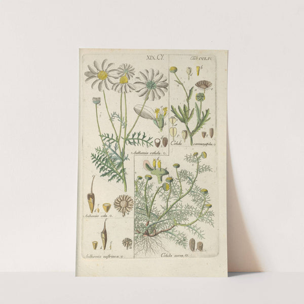 Botanisches Handbuch Pl.45 (1808) by Christian Schkuhr