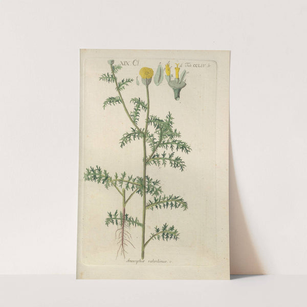 Botanisches Handbuch Pl.46 (1808) by Christian Schkuhr