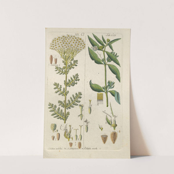 Botanisches Handbuch Pl.47 (1808) by Christian Schkuhr