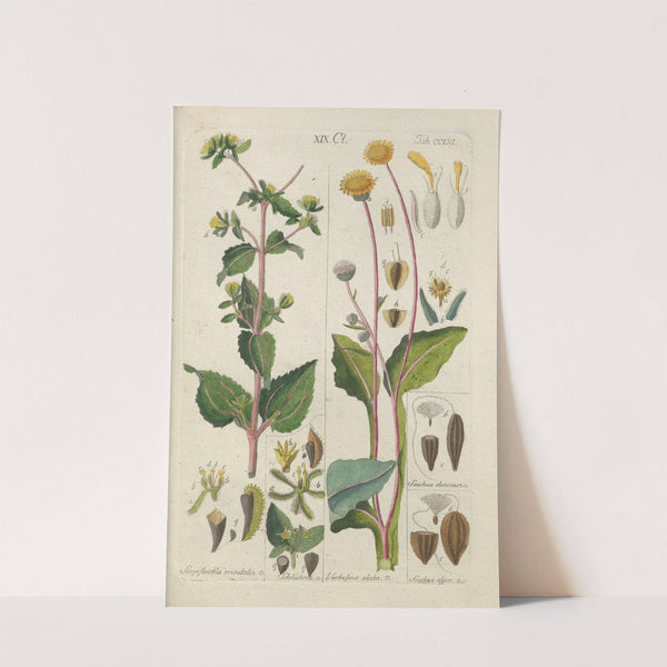 Botanisches Handbuch Pl.48 (1808) by Christian Schkuhr