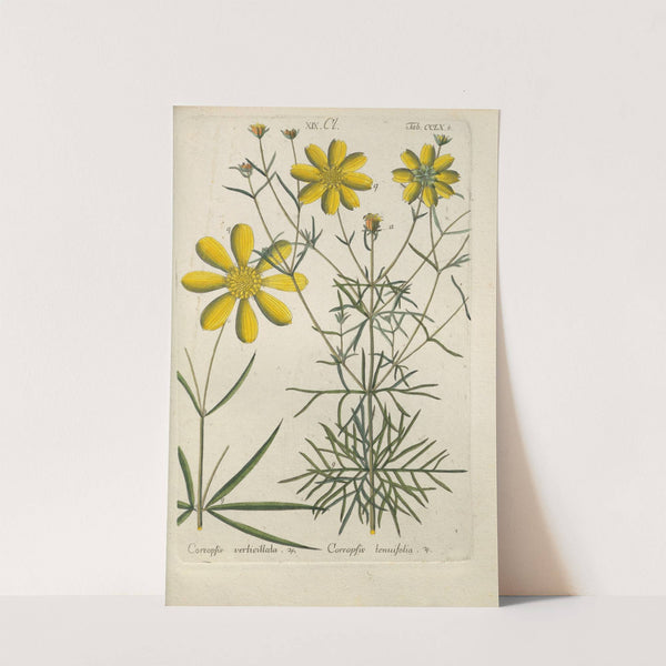 Botanisches Handbuch Pl.53 (1808) by Christian Schkuhr