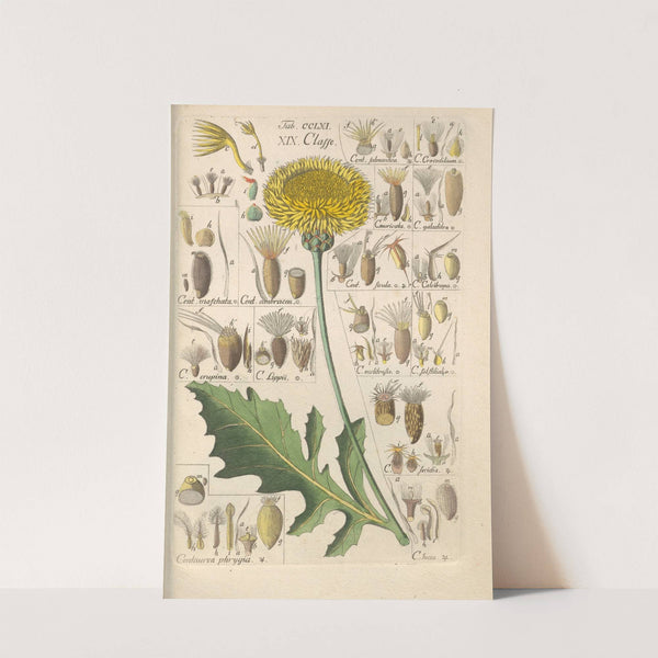 Botanisches Handbuch Pl.54 (1808) by Christian Schkuhr