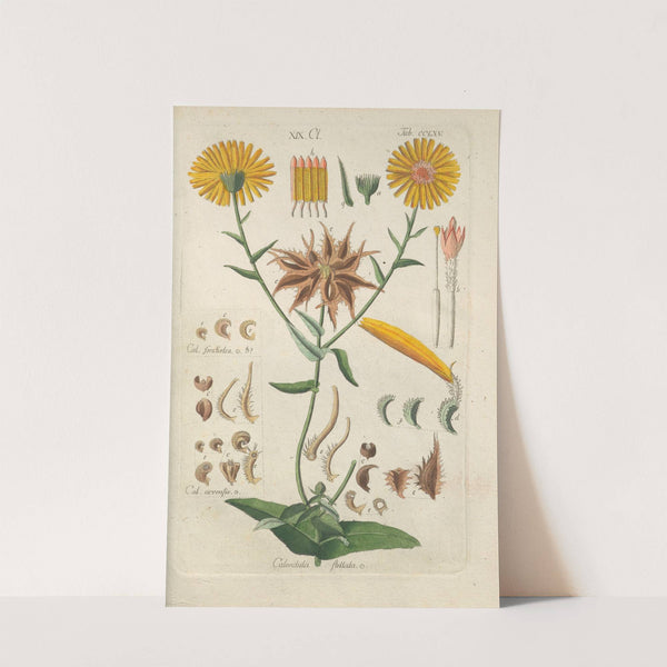 Botanisches Handbuch Pl.59 (1808) by Christian Schkuhr