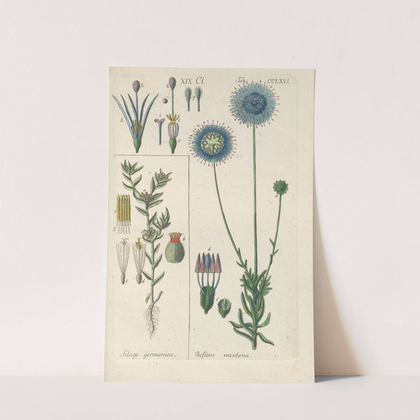 Botanisches Handbuch Pl.60 (1808) by Christian Schkuhr