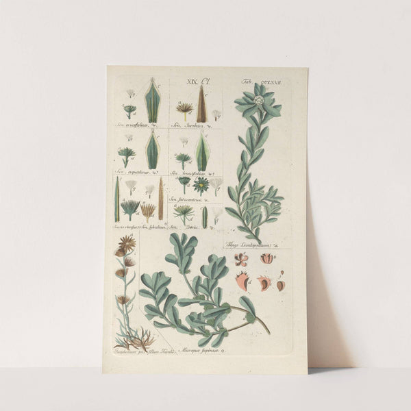 Botanisches Handbuch Pl.61 (1808) by Christian Schkuhr