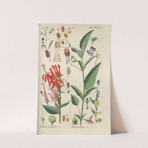 Botanisches Handbuch Pl.63 (1808) by Christian Schkuhr