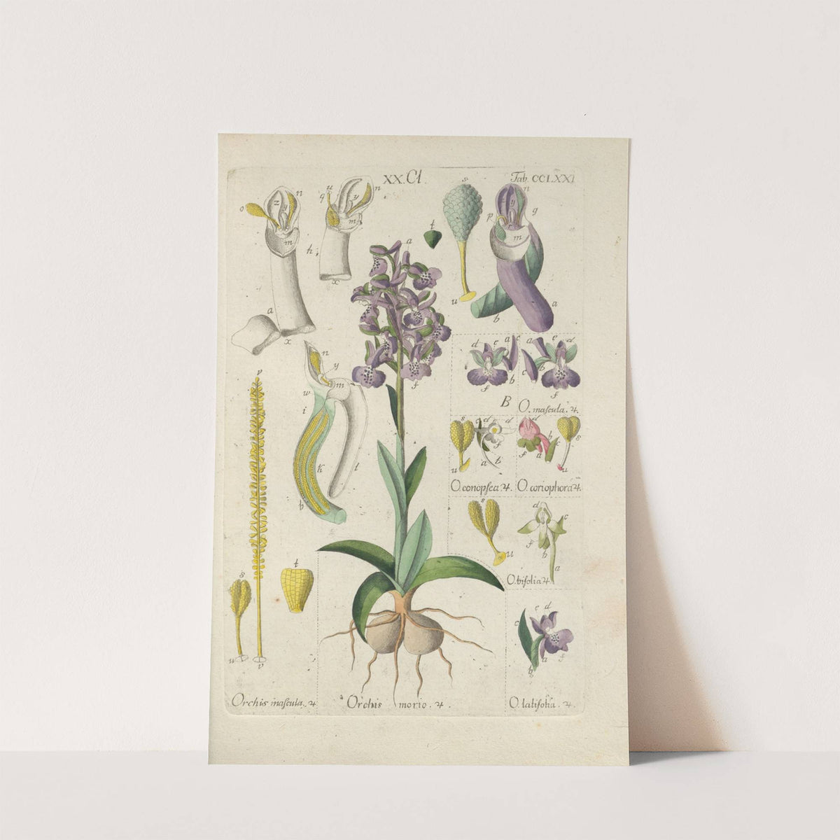 Botanisches Handbuch Pl.66 (1808) by Christian Schkuhr
