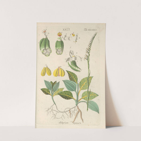 Botanisches Handbuch Pl.67 (1808) by Christian Schkuhr